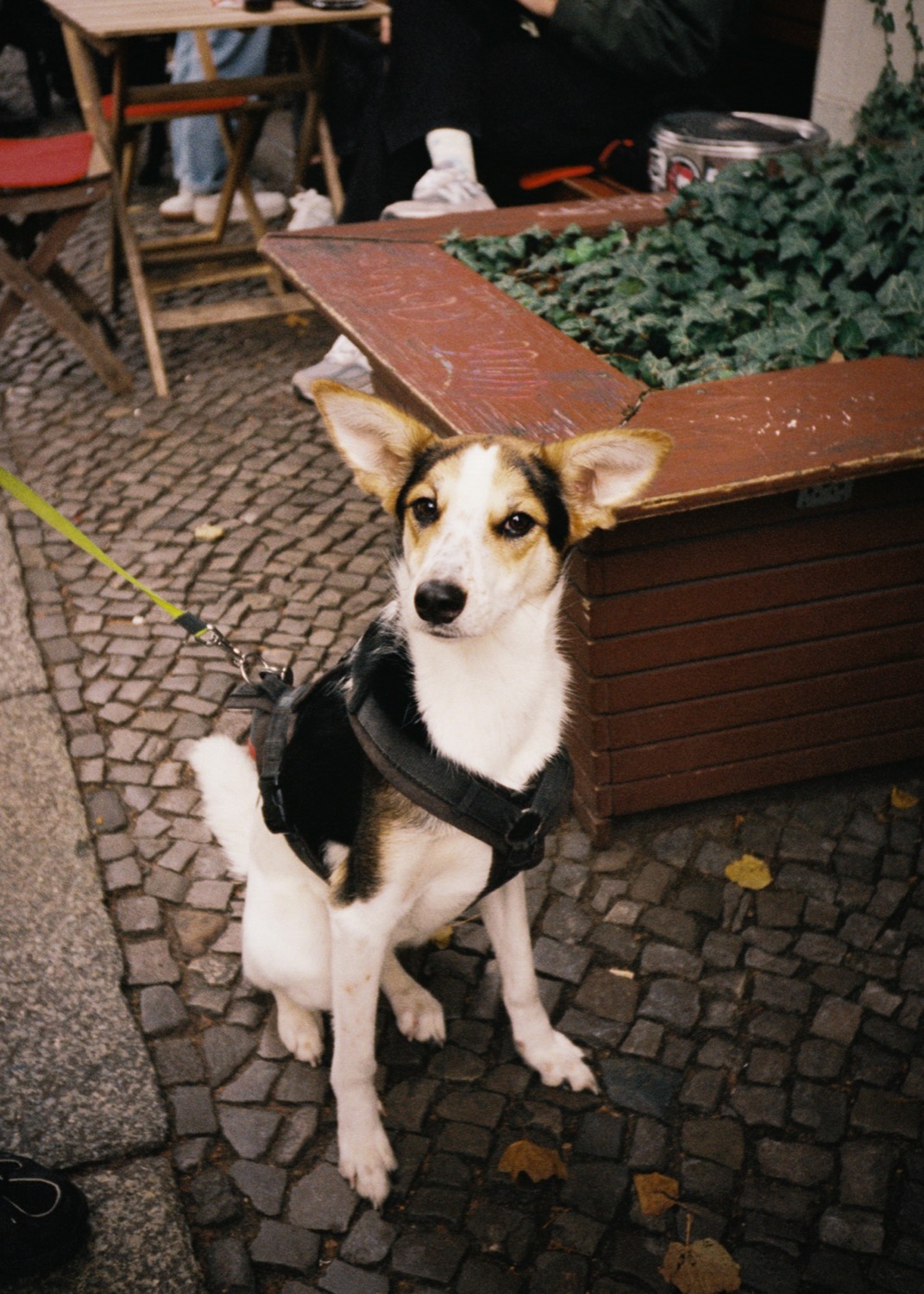 My dog sitting on the cobblestones at a cafe